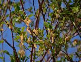 Betula microphylla