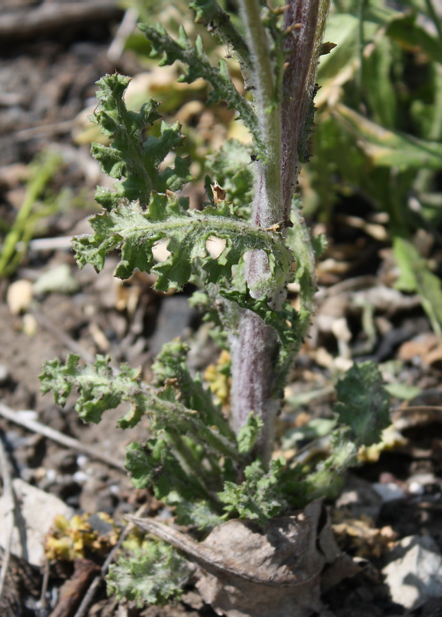 Image of Senecio vernalis specimen.