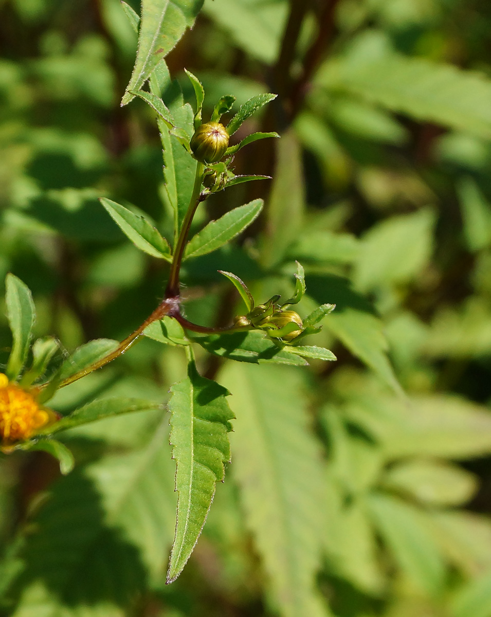 Image of Bidens frondosa specimen.