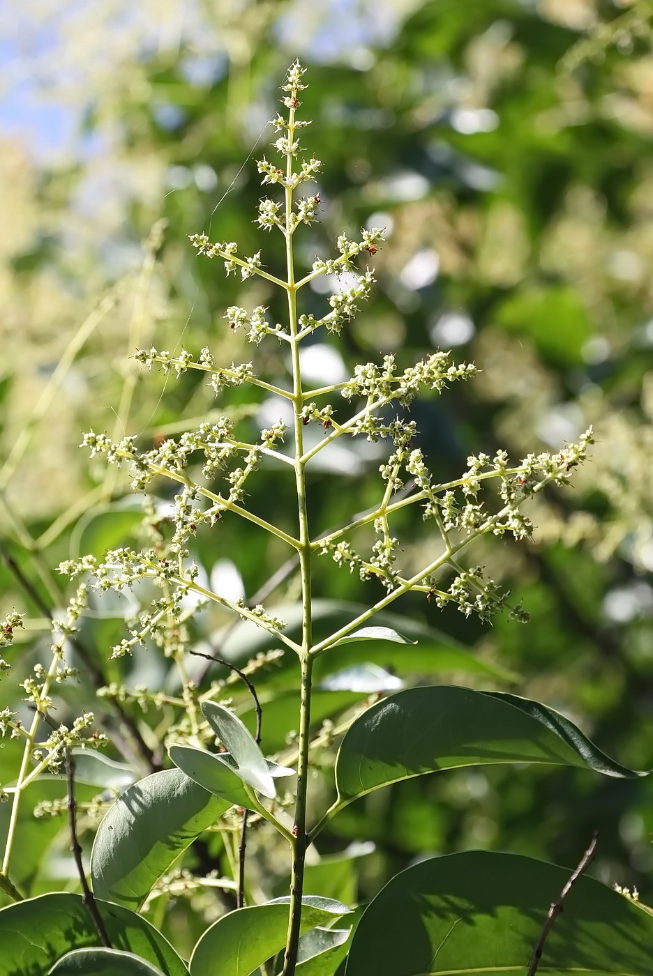 Image of Ligustrum lucidum specimen.