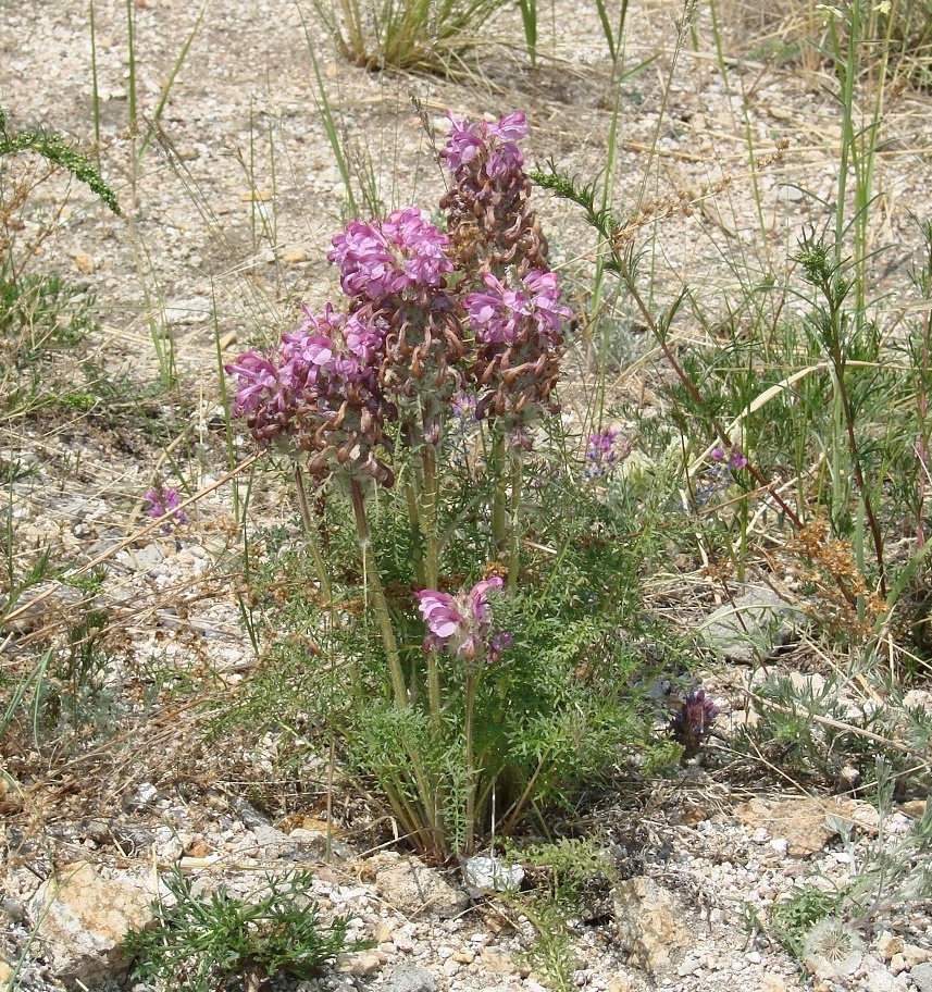 Изображение особи Pedicularis rubens.