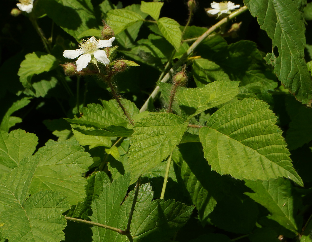 Image of Rubus caesius specimen.