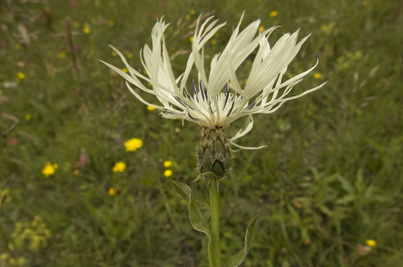 Image of Centaurea cheiranthifolia specimen.