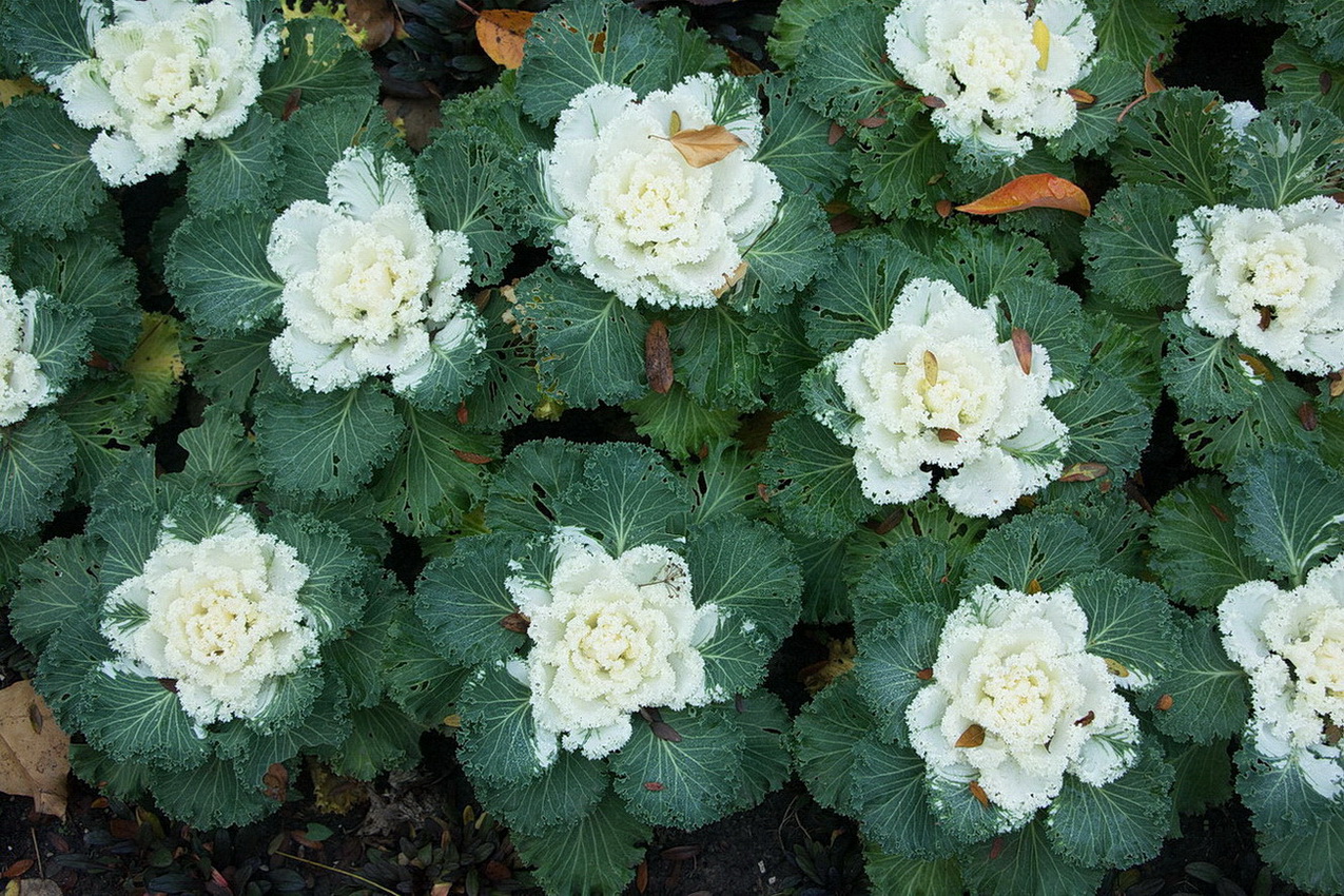 Image of Brassica oleracea var. viridis specimen.