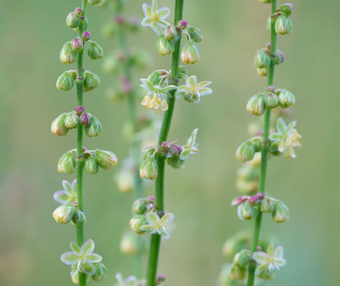 Image of Rumex acetosella specimen.