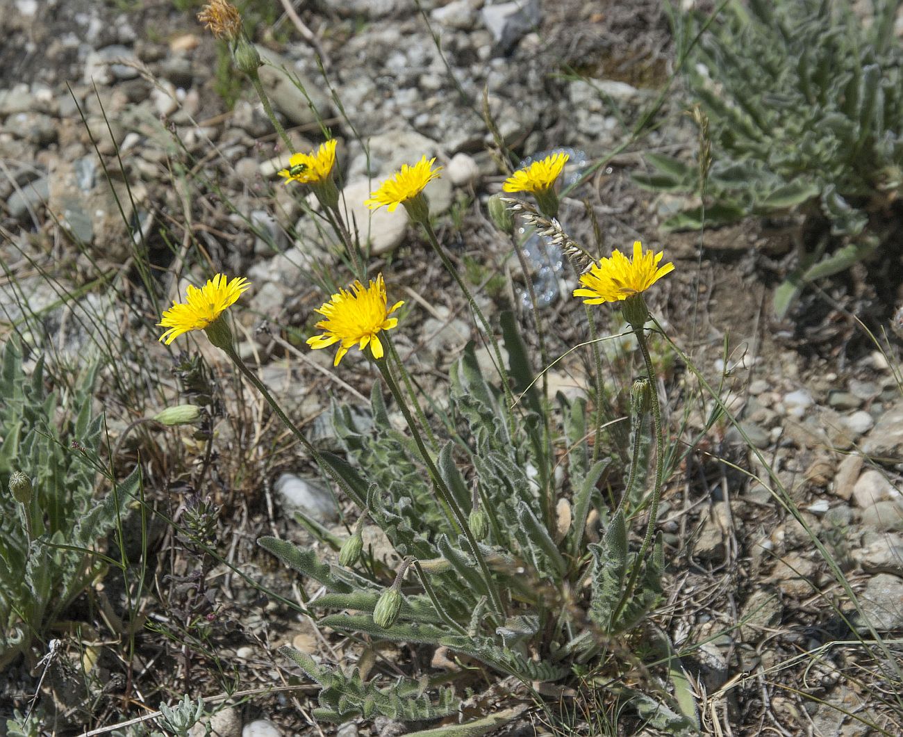 Image of Leontodon biscutellifolius specimen.