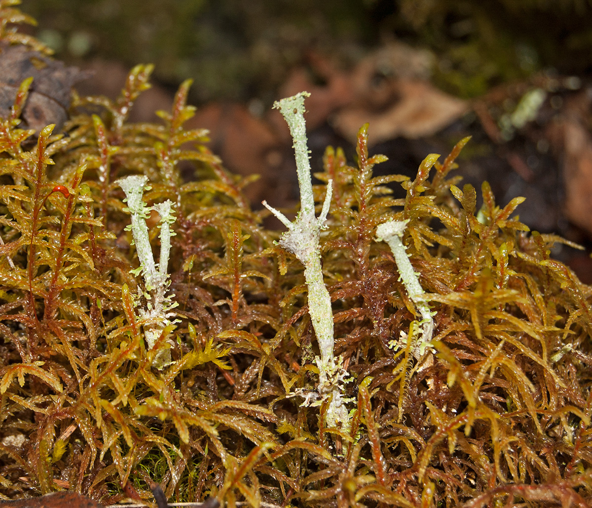 Image of genus Cladonia specimen.