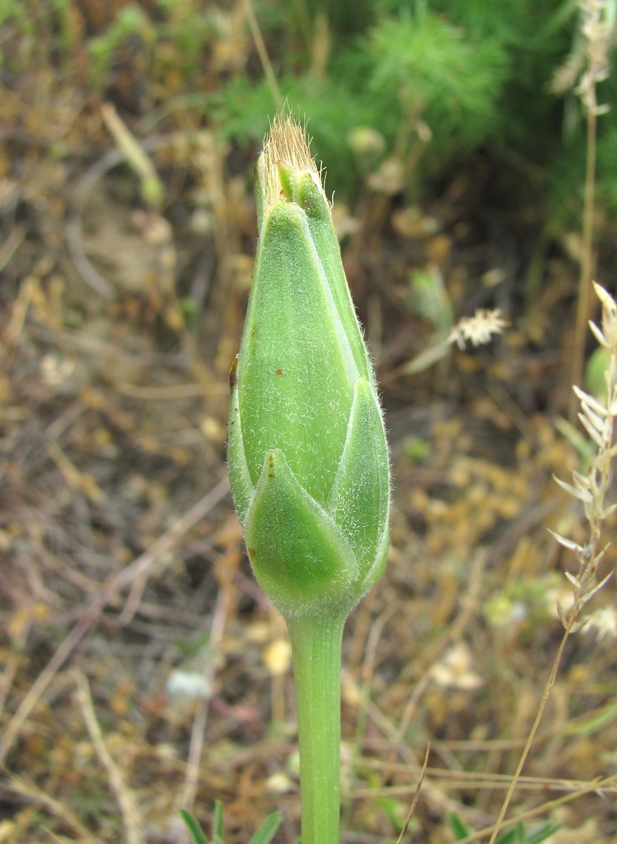 Image of genus Scorzonera specimen.