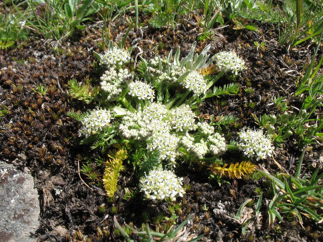 Image of Schulzia albiflora specimen.