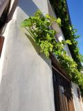 Vitis vinifera. Ветки с созревающими плодами. Германия, г. Heidelberg, Rohrbach, на стене жилого дома. 21.06.2018.