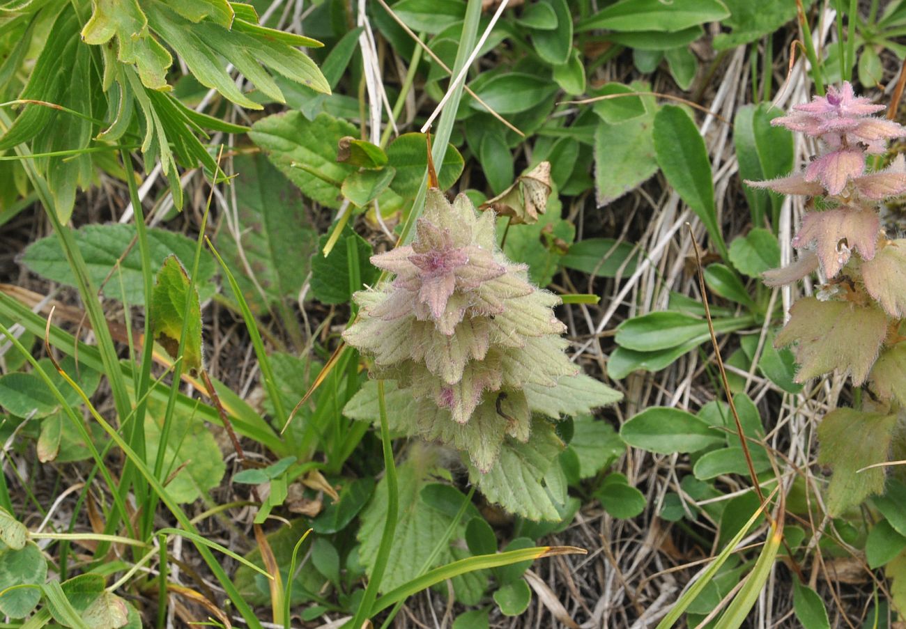 Image of Ajuga orientalis specimen.