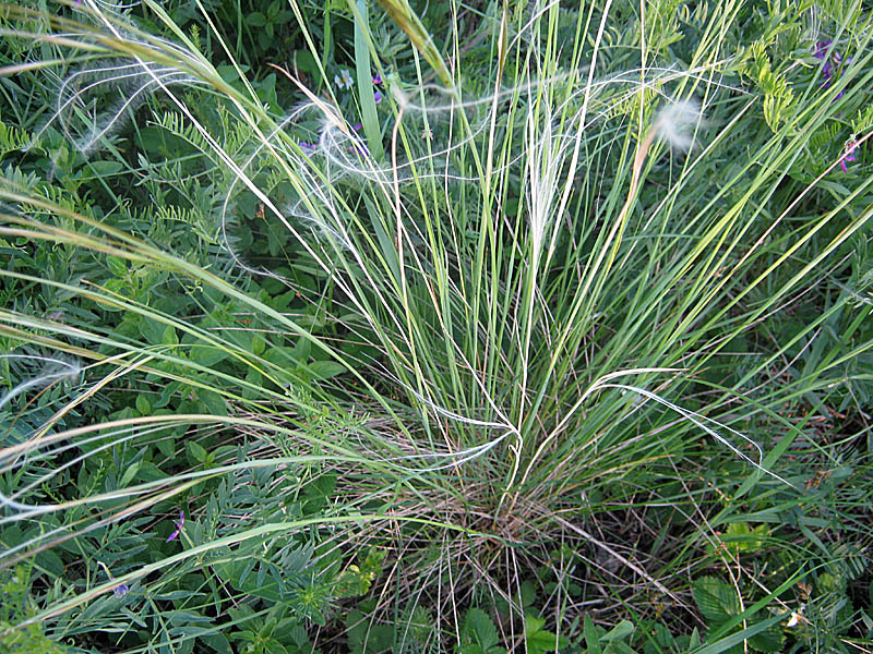 Image of Stipa pennata specimen.