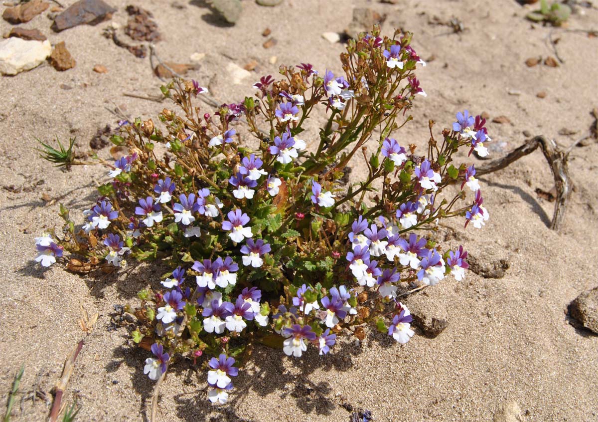 Image of Nemesia affinis specimen.