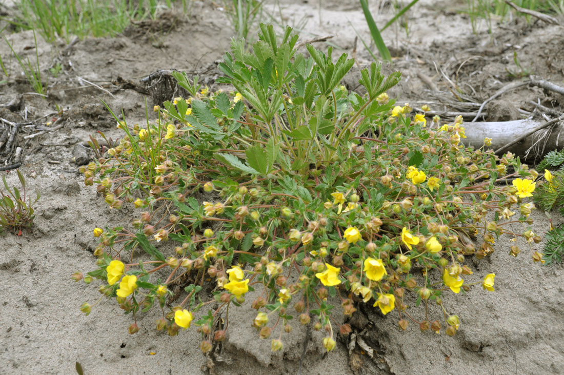 Изображение особи Potentilla humifusa.