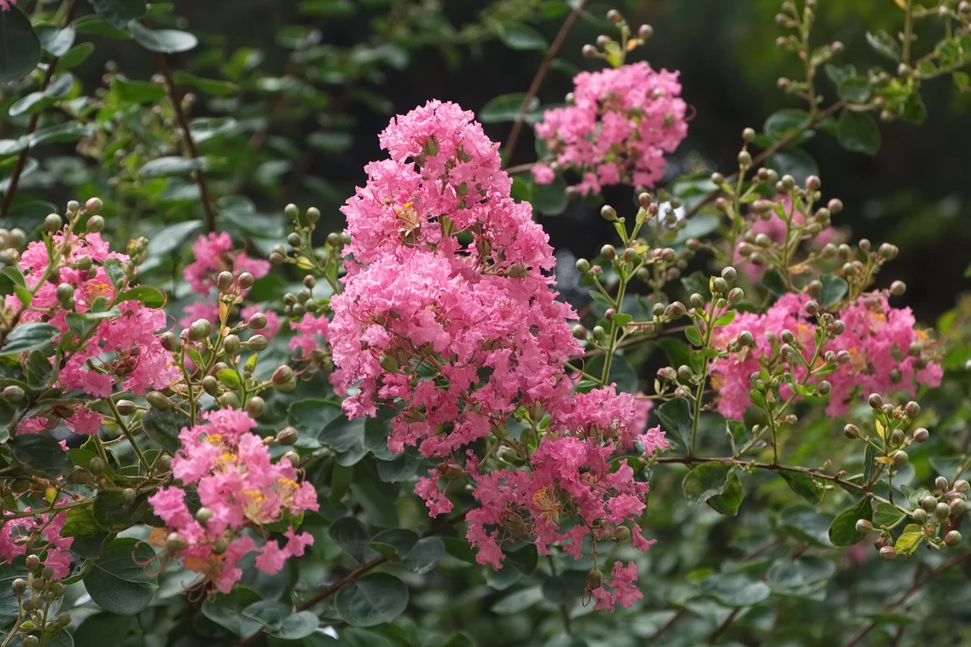 Изображение особи Lagerstroemia indica.