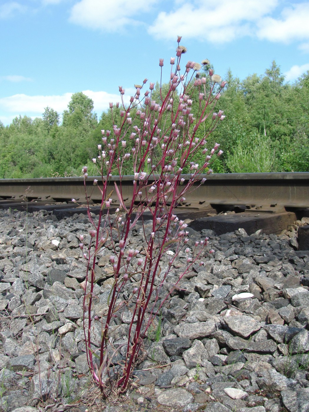 Image of Erigeron uralensis specimen.