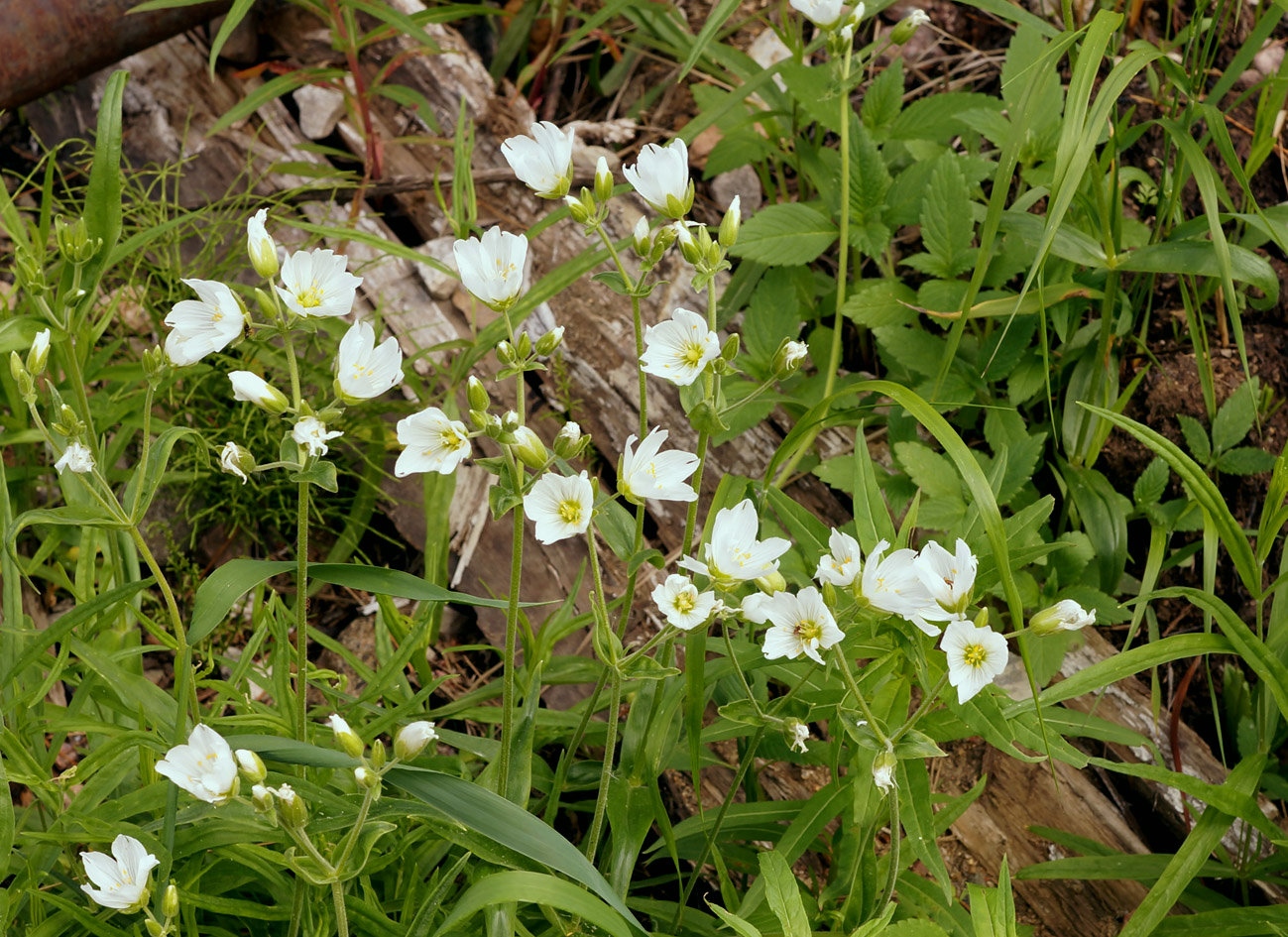 Image of Cerastium maximum specimen.