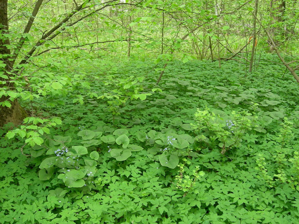 Изображение особи Brunnera sibirica.