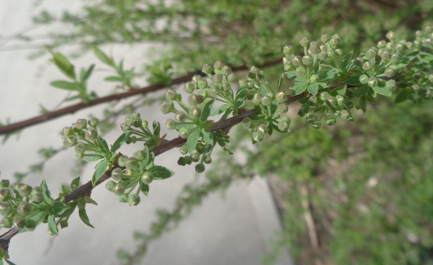 Image of Spiraea &times; cinerea specimen.