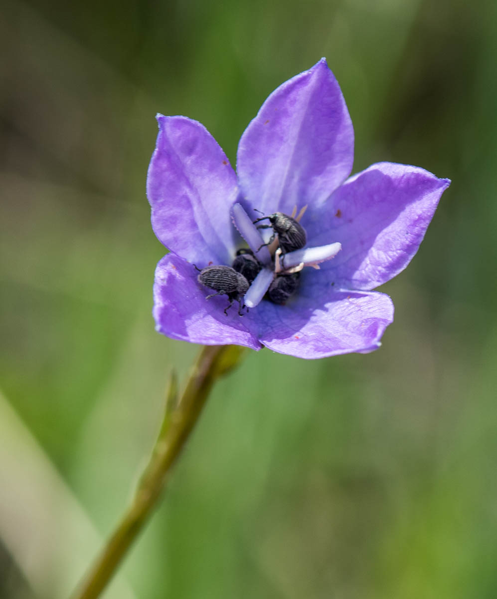 Image of Campanula altaica specimen.