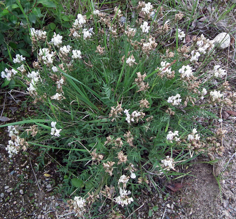 Image of Oxytropis sordida specimen.