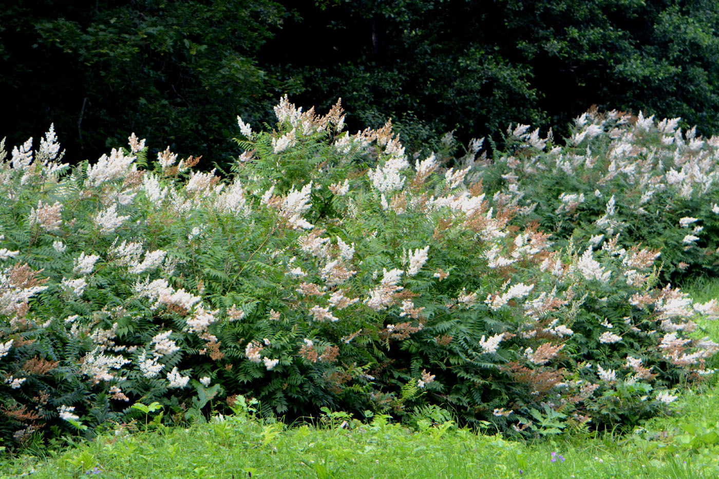 Image of Sorbaria sorbifolia specimen.