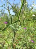 Scabiosa ochroleuca