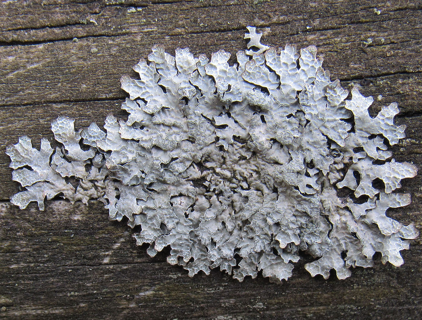 Image of Parmelia sulcata specimen.