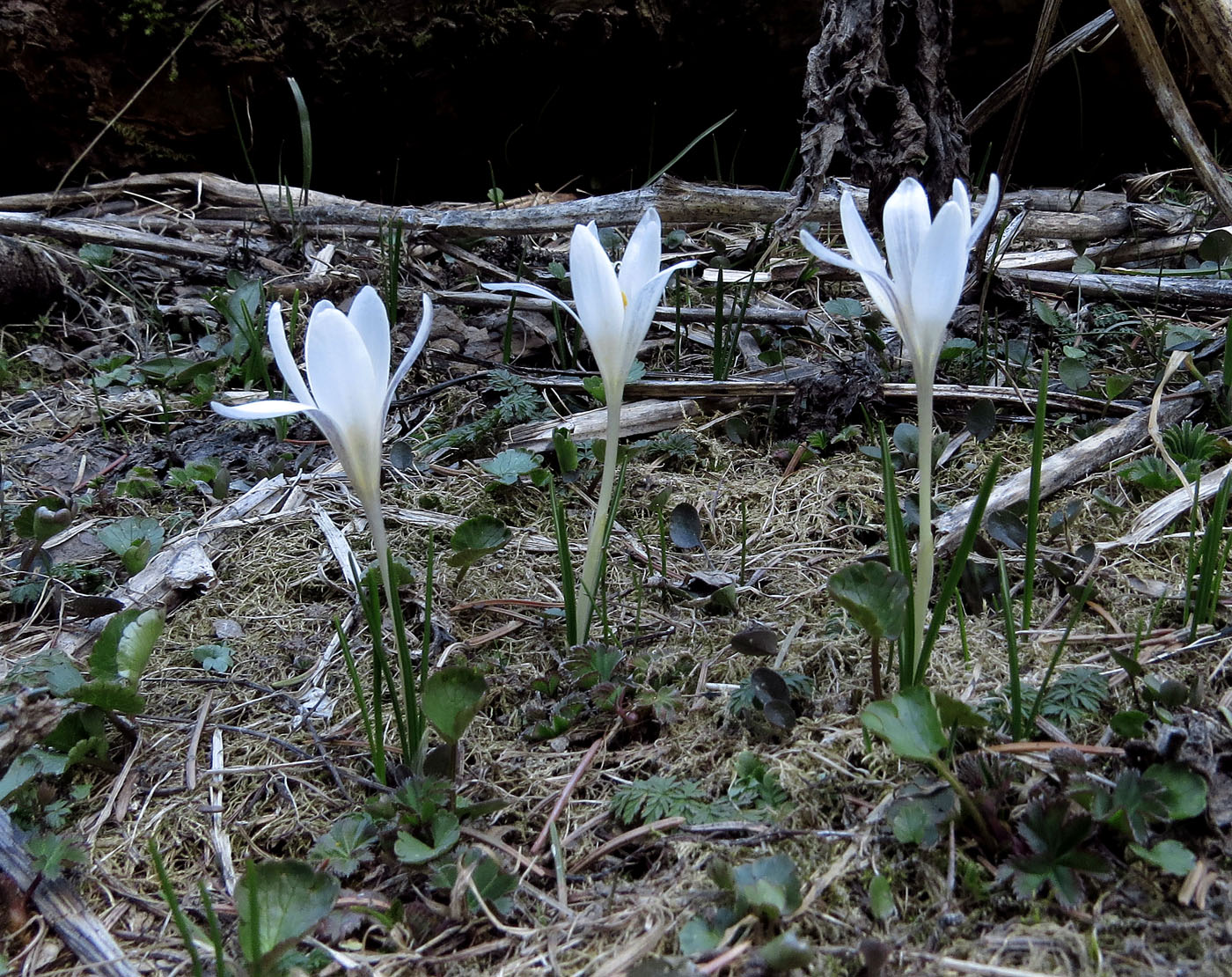 Image of Crocus alatavicus specimen.