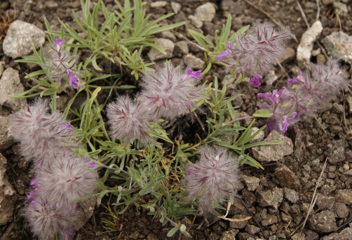 Image of Stachys lavandulifolia specimen.