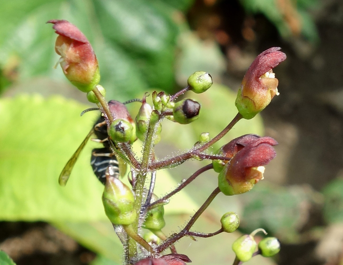 Image of Scrophularia grayana specimen.