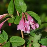 Weigela praecox