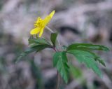 Anemone ranunculoides. Верхушка цветущего растения. Пермский край, Оханский р-н, Тулумбаихинское сельское поселение, Кунчурихинский бор, берёзовая роща. 01.05.2020.