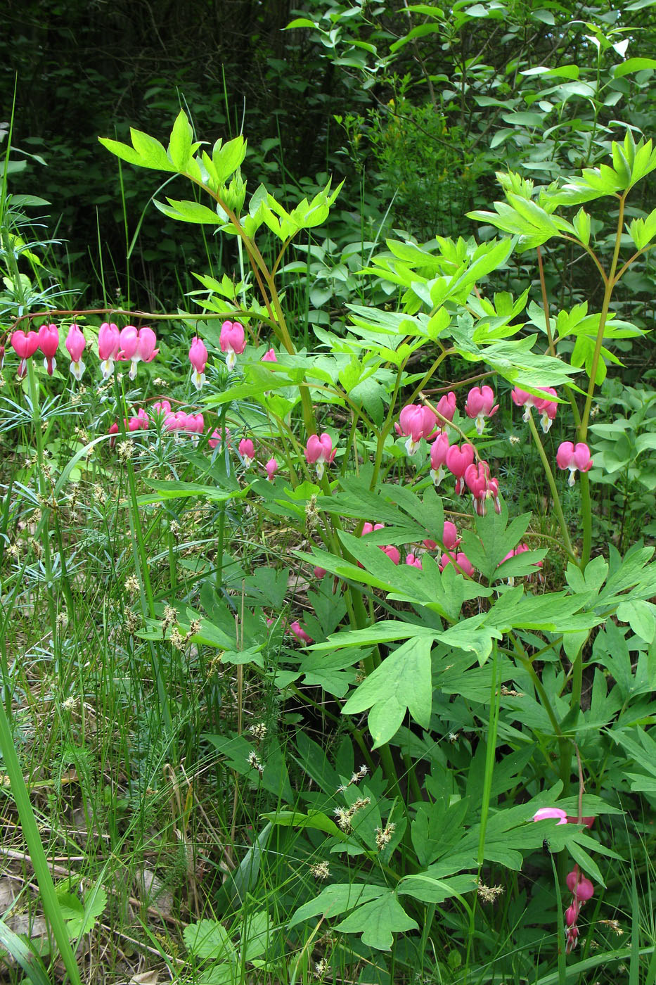 Изображение особи Dicentra spectabilis.