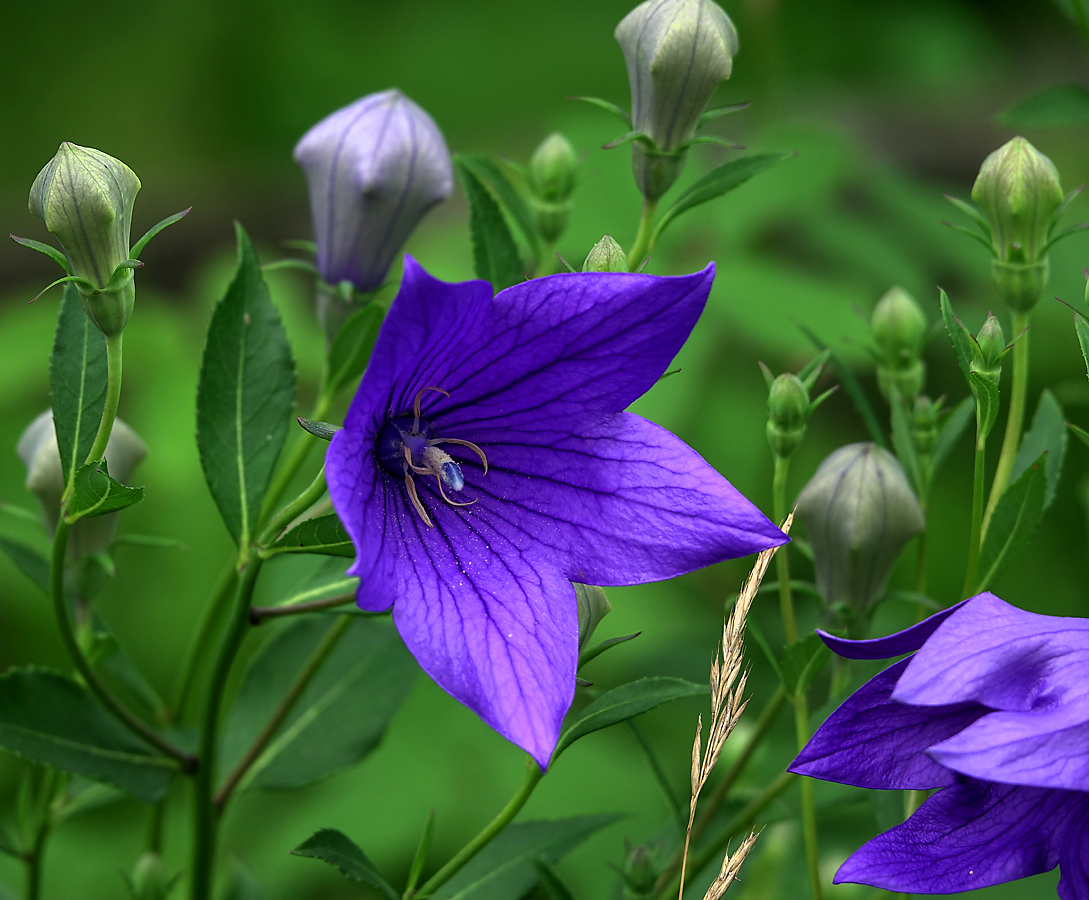 Изображение особи Platycodon grandiflorus.