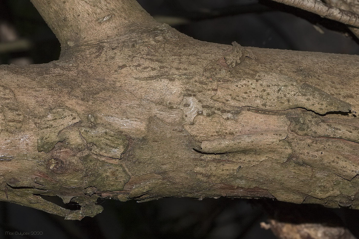 Image of Salix &times; alopecuroides specimen.