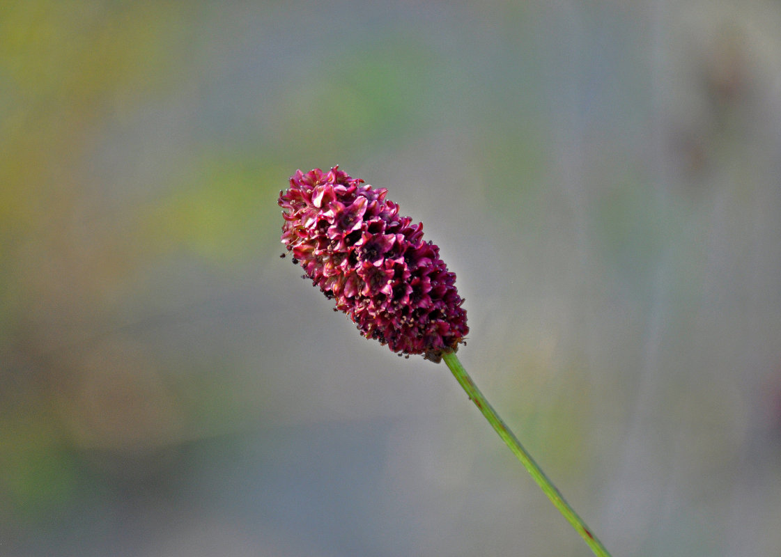 Изображение особи Sanguisorba officinalis.