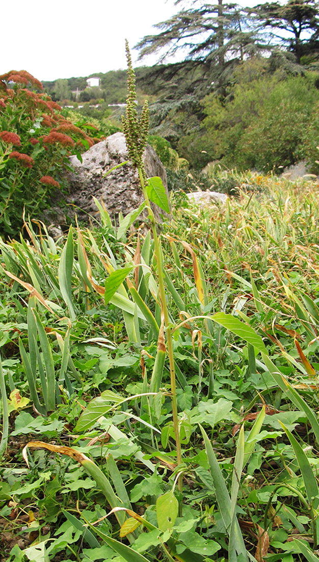 Image of Amaranthus viridis specimen.