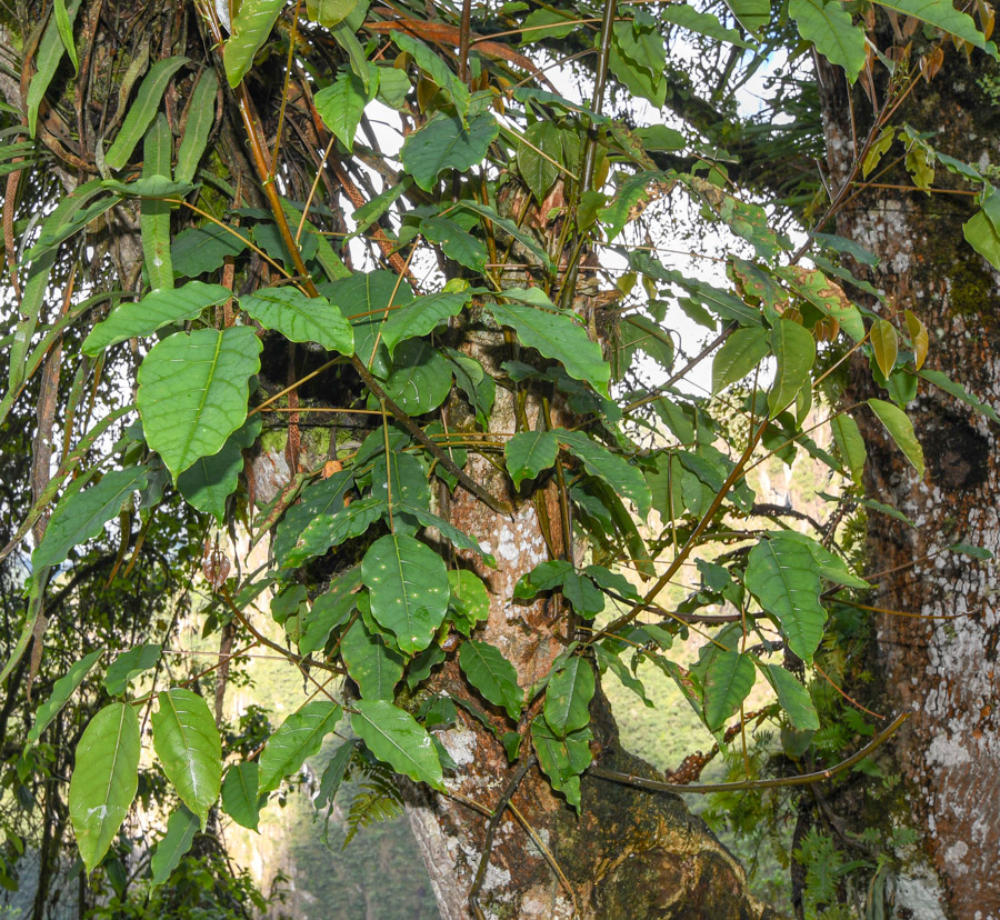 Image of Erythrina falcata specimen.