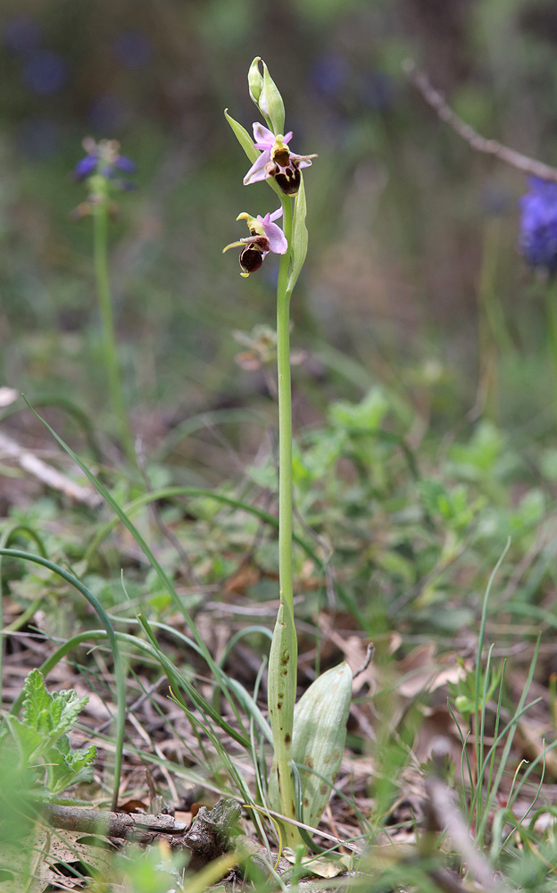 Изображение особи Ophrys oestrifera.