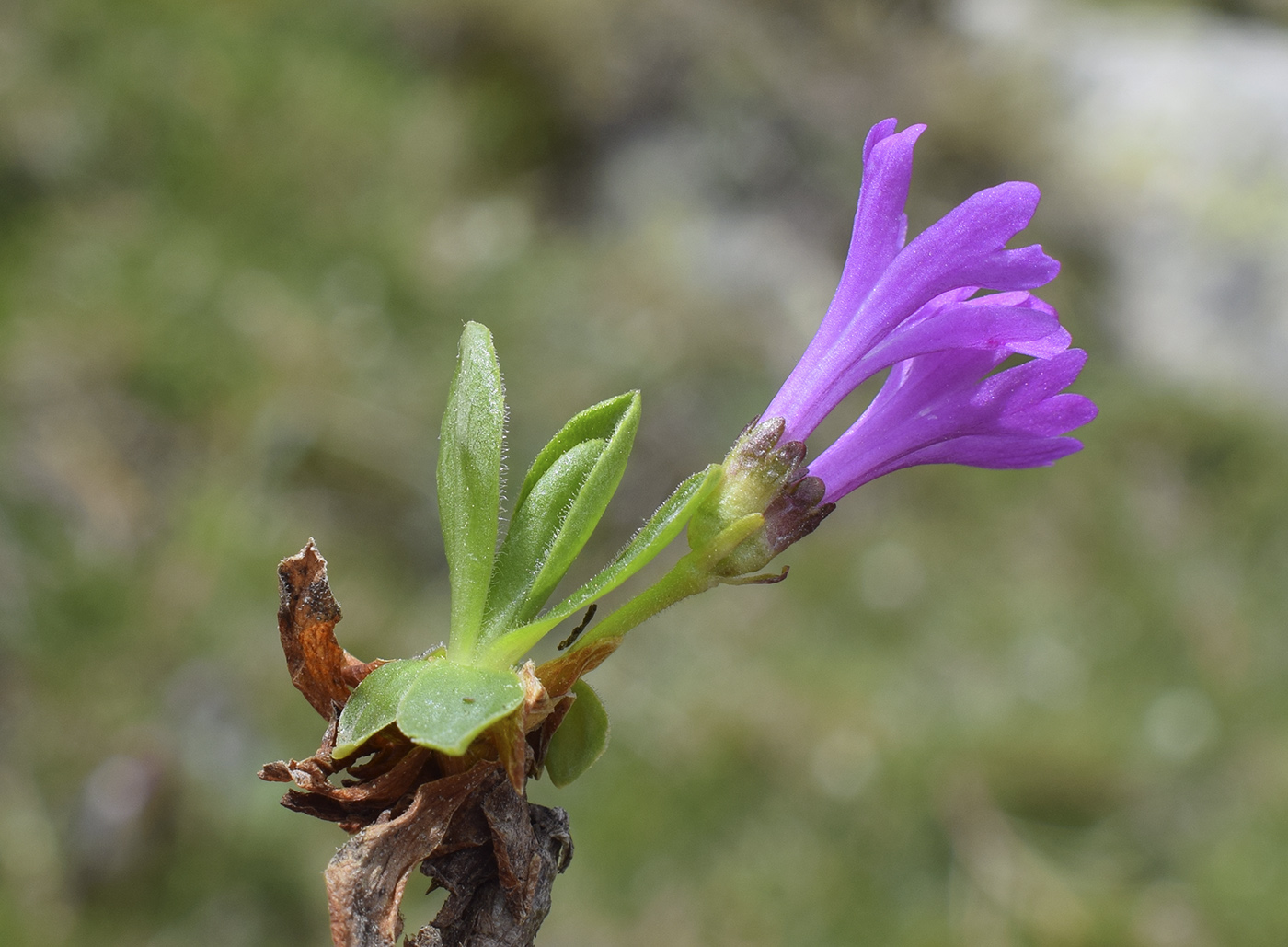 Image of Primula integrifolia specimen.