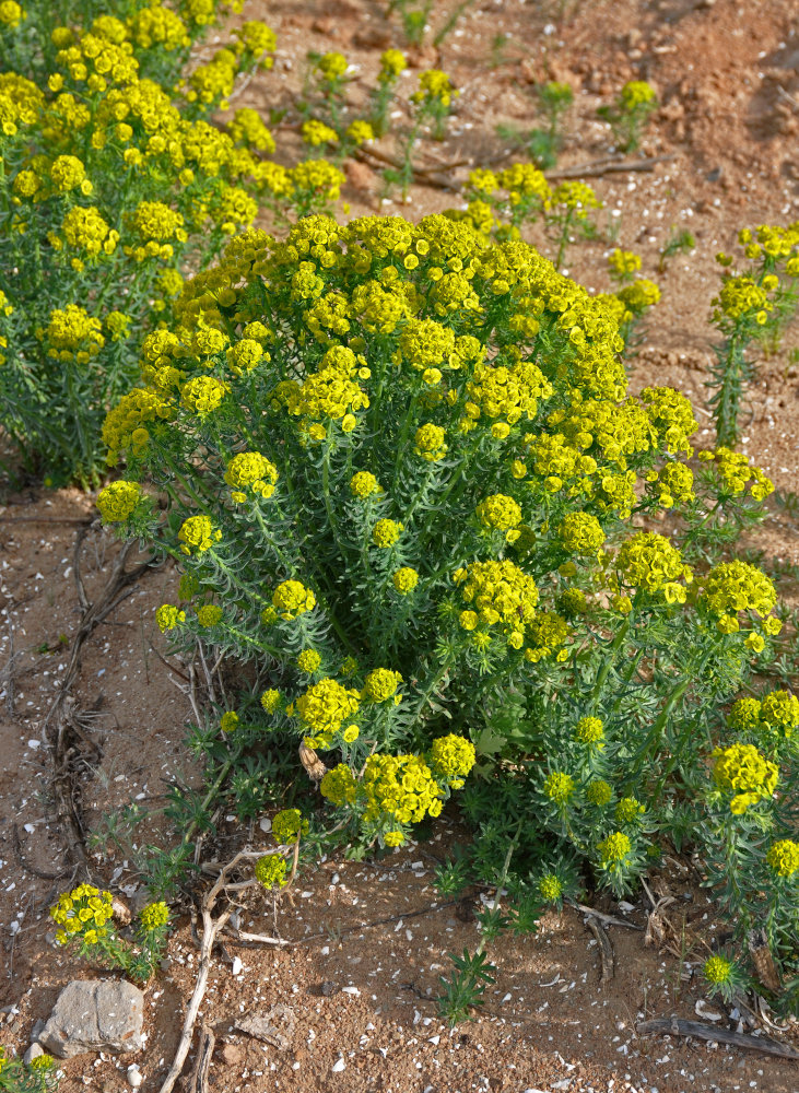 Image of Euphorbia cyparissias specimen.