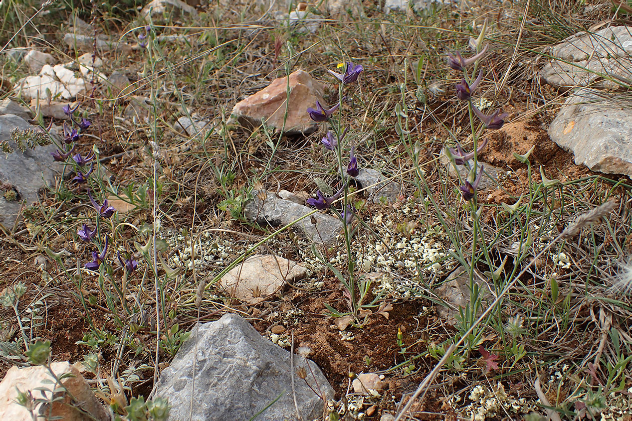 Image of Delphinium peregrinum specimen.