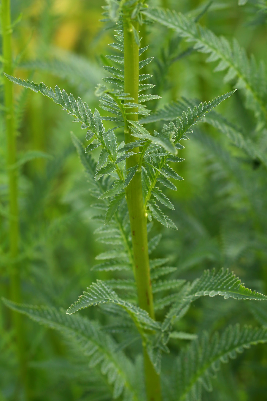 Изображение особи Pedicularis incarnata.