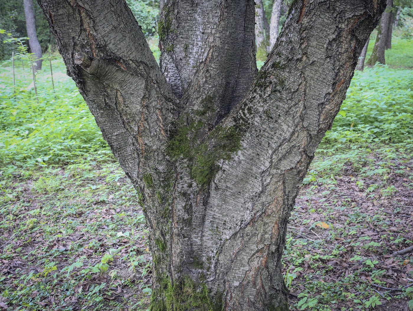 Изображение особи Betula grossa.