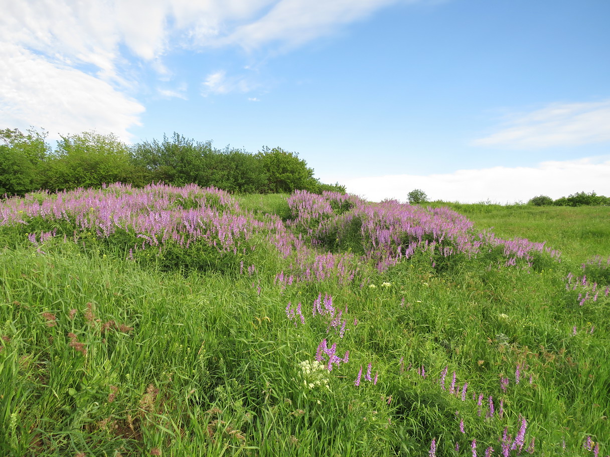 Изображение особи Vicia tenuifolia.