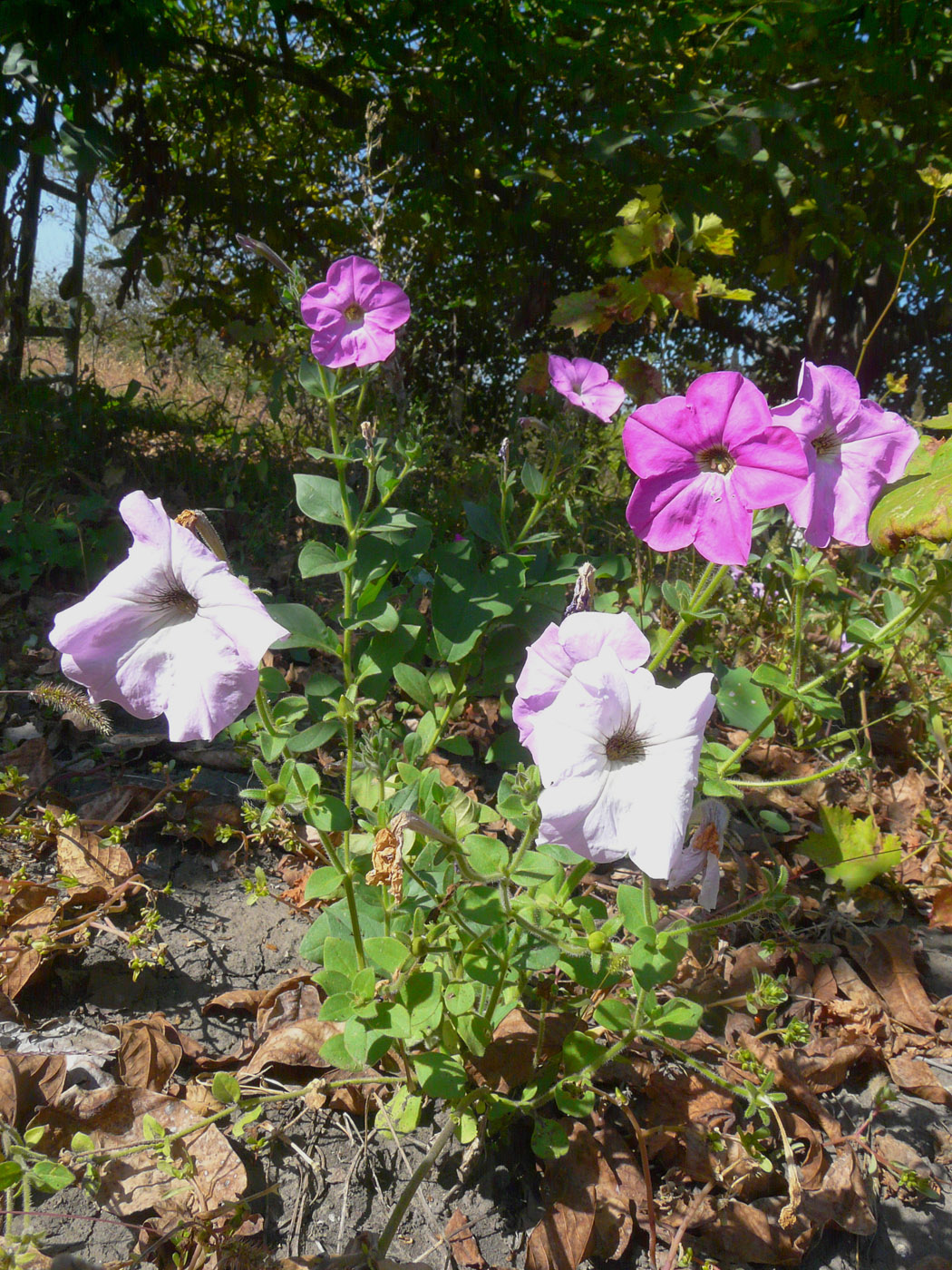 Image of Petunia &times; atkinsiana specimen.