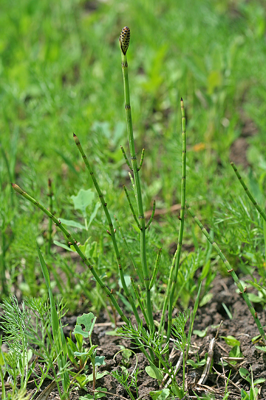 Image of Equisetum palustre specimen.