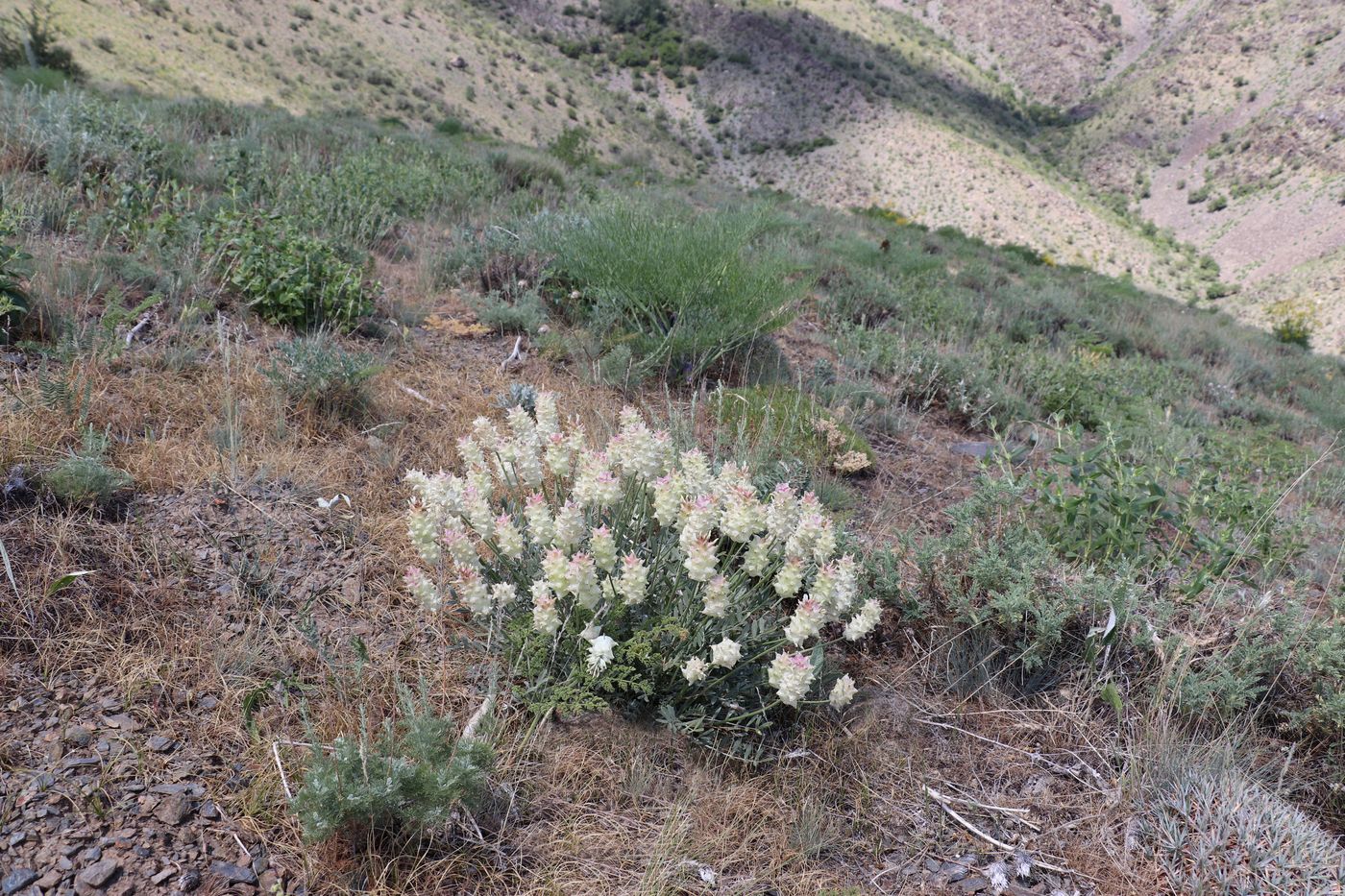 Изображение особи Astragalus nobilis.