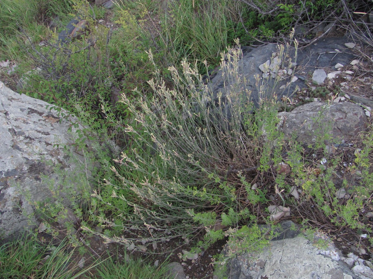 Image of Silene supina specimen.